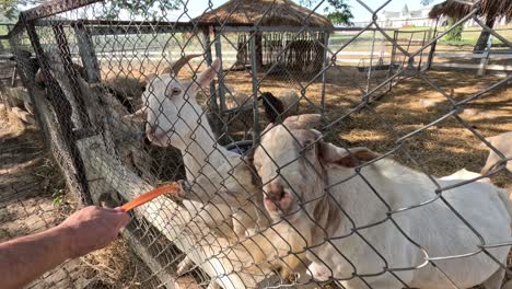 person feeding a carrot to a goat through a fence.