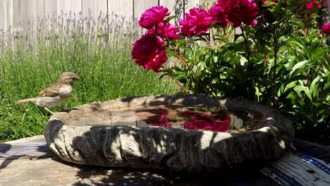 thirsty female sparrow flies in and drinks water from a concrete bowl