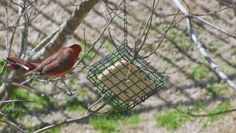 male northern cardinal checking out a suet bird-feeder during later-winter in south carolina. slow motion. clip h