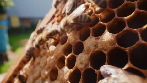 strong close-up of bees producing honey on a frame in the hive.