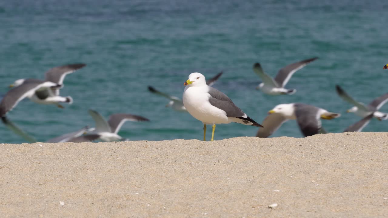 En måke står på stranden mens en flokk måker flyr i bakgrunnen nær sjøen i Gangneung, Sør-Korea – nærbilde