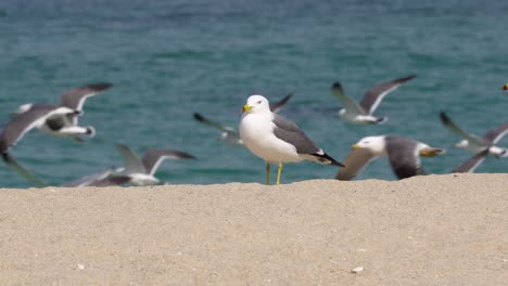 Eine-Möwe-Steht-Am-Ufer-Des-Strandes,-Als-Ein-Schwarm-Möwenvögel-Auf-Dem-Hintergrund-In-Der-Nähe-Des-Meeres-In-Gangneung,-Südkorea,-Herumfliegt---Nahaufnahme