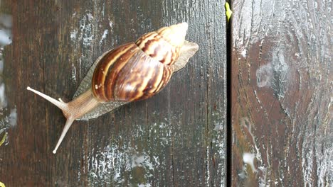 caracol en una superficie de madera húmeda
