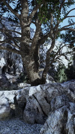 tree on a rocky mountain landscape