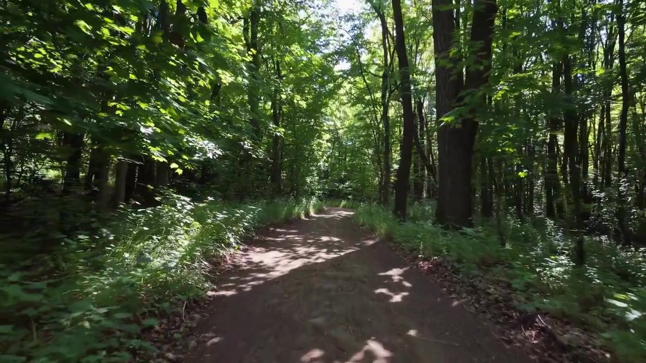 Passeggiata lungo un sentiero sterrato soleggiato attraverso una foresta verde