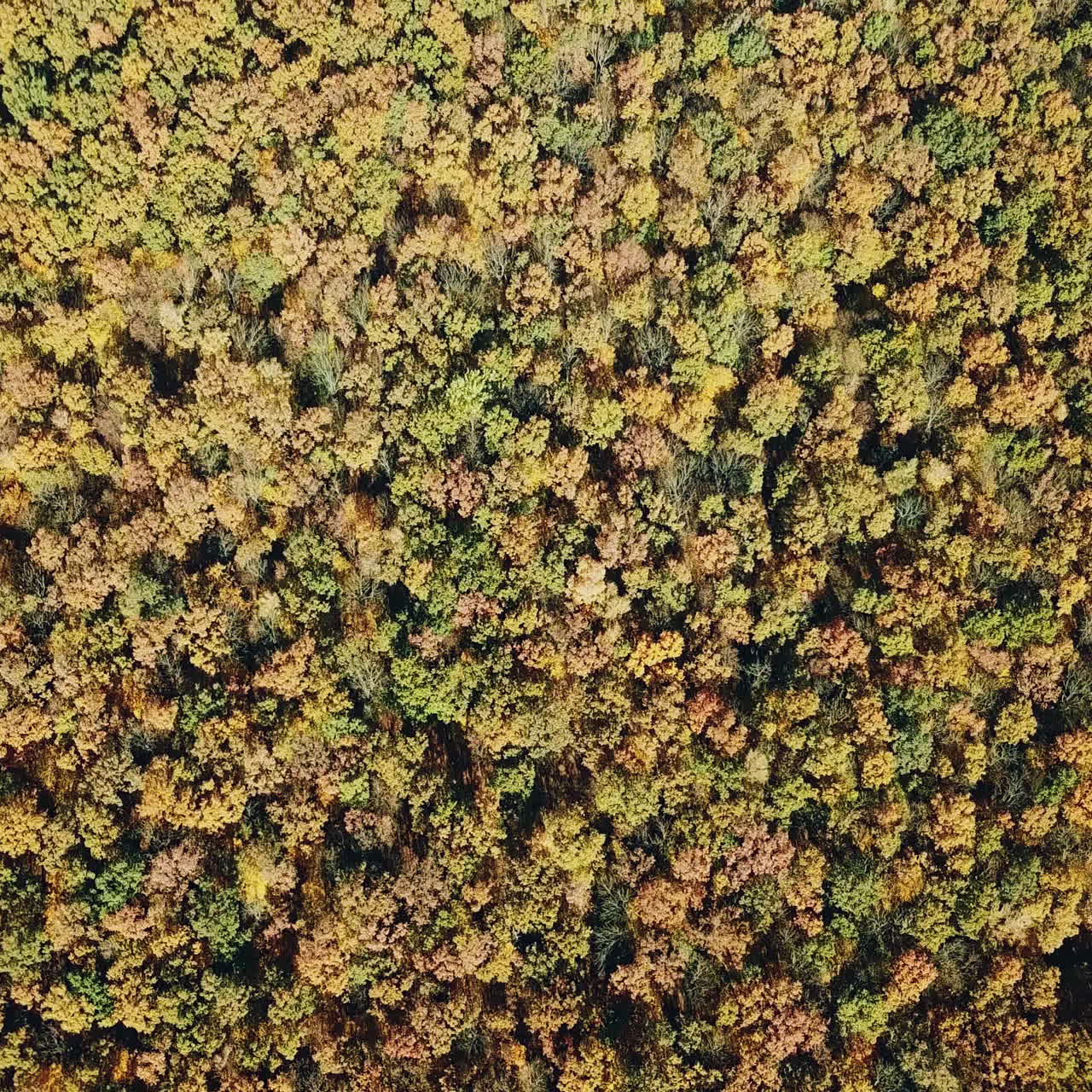 Slow motion camera of the beautiful landscape of autumn natural background. Thick forest with trees of different colors in a daytime. Aerial view.