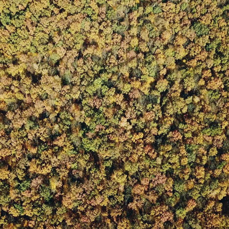 slow motion camera of the beautiful landscape of autumn natural background. thick forest with trees of different colors in a daytime. aerial view.