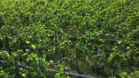 vineyards organic agriculture cultivation aerial view