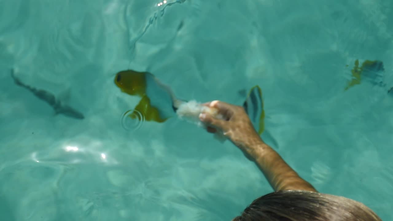 niña alimentando peces tropicales en aguas cristalinas de la polinesia francesa