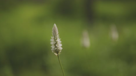 Rack-focus-between-wildflowers-in-green-grassy-field-macro-close-up