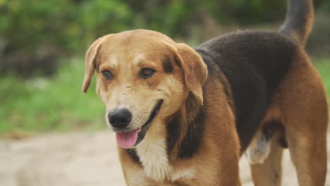 stray dog in puerto rico