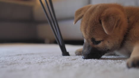 Cheeky-little-cute-shiba-inu-puppy-digging,-playing-and-exploring-the-carpet