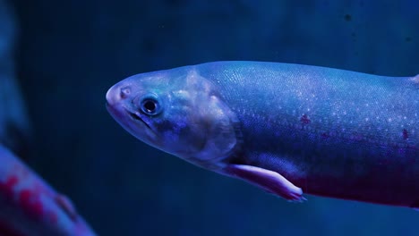 fish gliding through water in a dimly lit tank