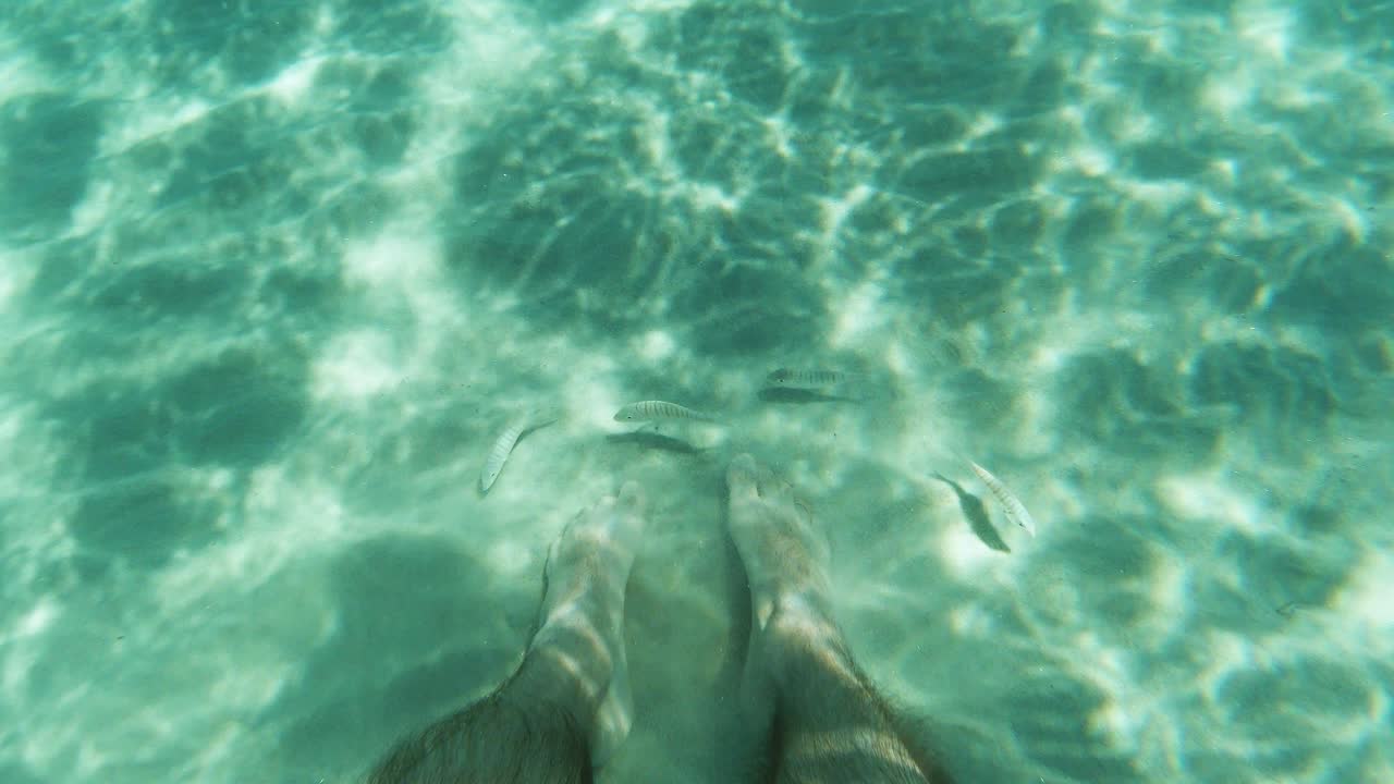 Fish follow close man feet, look for food in clear turquoise sea sand
