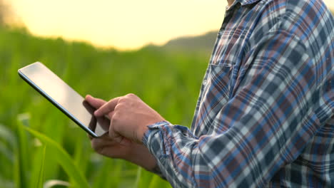 el primer plano de la lente muestra las manos del agricultor sosteniendo una tableta y tocando e inspeccionando las hojas de los brotes del futuro cultivo, enviando a los agrónomos para estudiar el gen de los productos modificados.