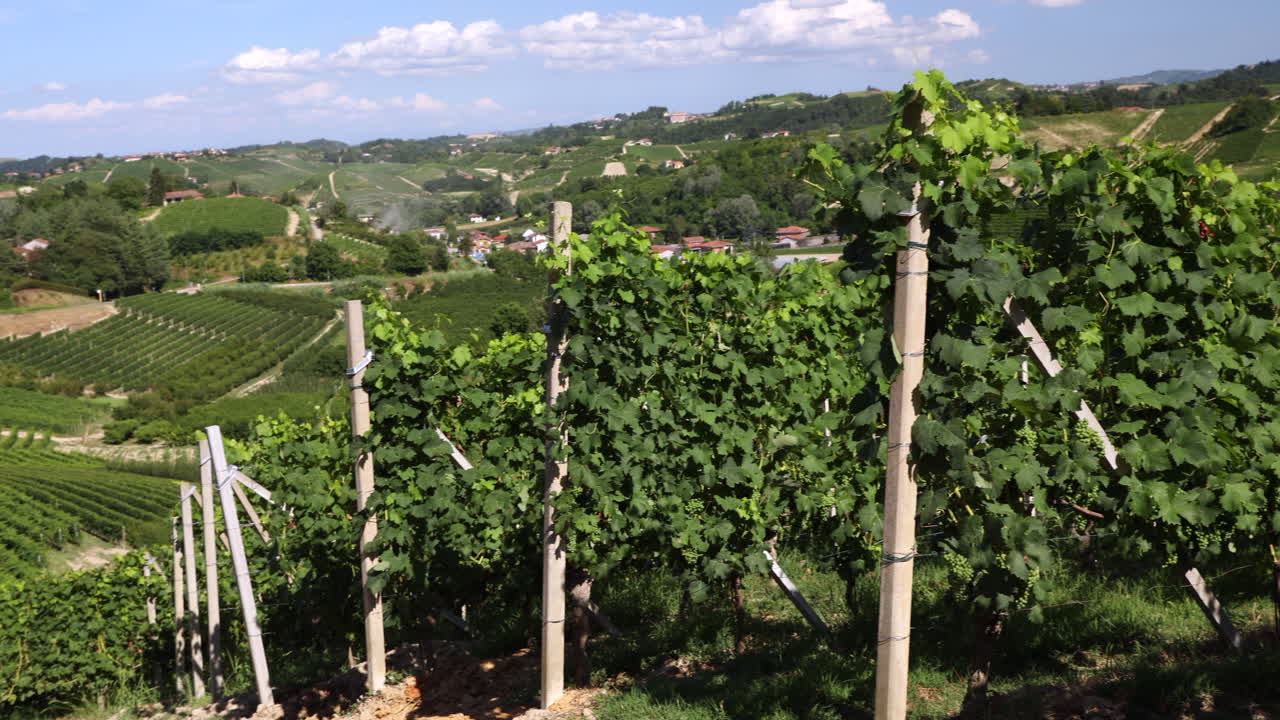 panning shot vineyards in Roero Piedmont Italy summer day