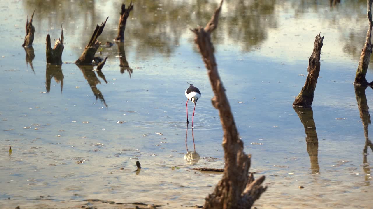 pied stilt, himantopus leucocephalus caminando por las llanuras de marea, buscando pequeñas presas acuáticas en las aguas poco profundas con un hermoso reflejo del cielo en la superficie del agua en la reserva de humedales de boondall
