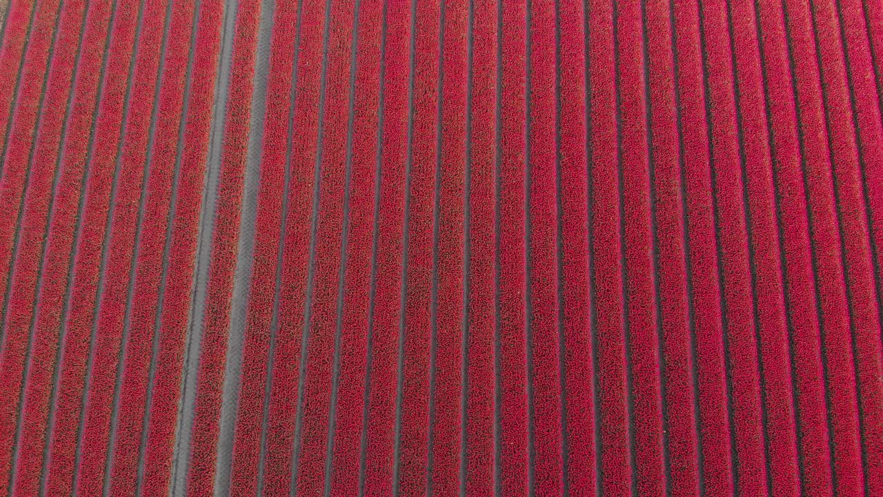 antena: filas de tulipanes rojos vibrantes, campos de tulipanes en el campo de holanda