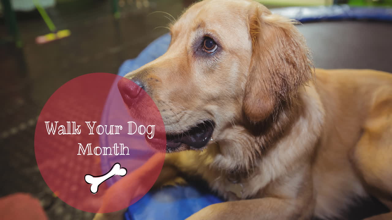 골든 리트리버 애완동물 개를 쳐다보는  ⁇ 와 함께 개 달 문자를  ⁇ 는 애니메이션