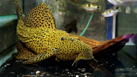 close up of the face of a spotted rubber lip pleco suckermouth catfish sucking onto the bottom of an aquarium