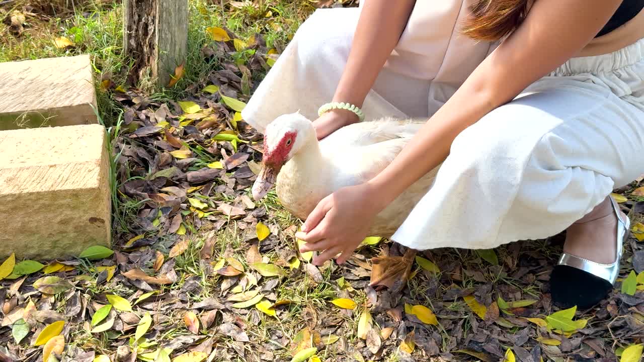 A woman gently holds a duck in a sunlit farm setting, surrounded by grass and wooden posts, creating a serene atmosphere