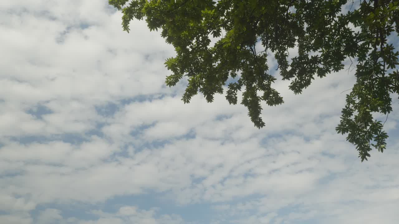 Stratocumulus clouds drift across blue sky low angle from under tree branch