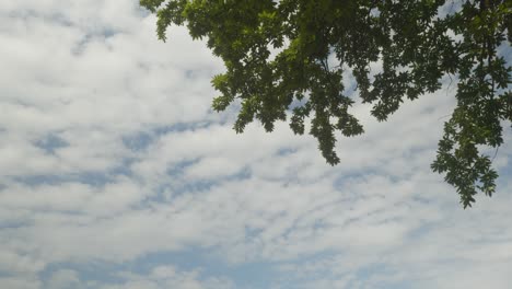 Stratocumulus-clouds-drift-across-blue-sky-low-angle-from-under-tree-branch
