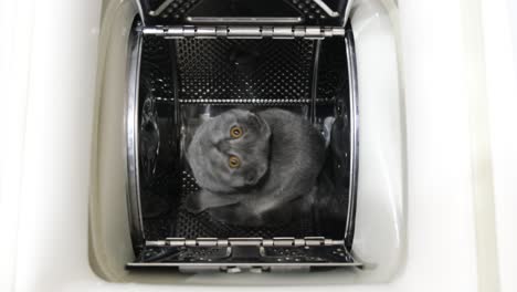 a beautiful scottish kitten is sitting in a washing machine a beautiful scottish kitten is sitting in a washing machine funny kitten video