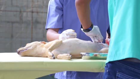 a dog undergoing a castration procedure by veterinarians