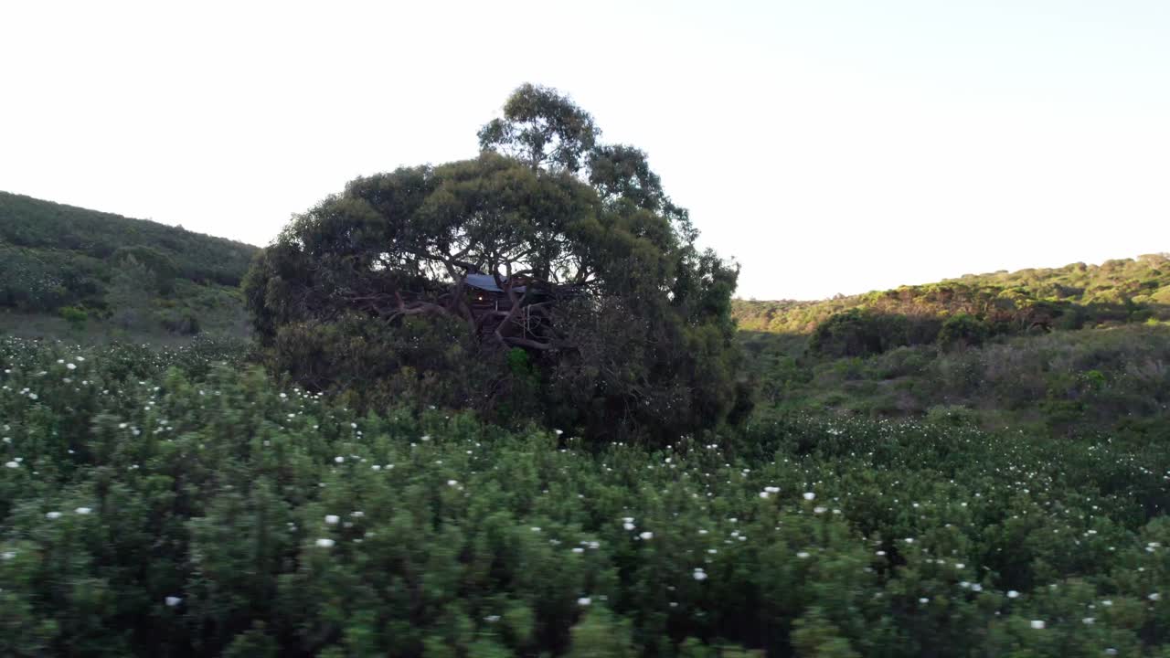 Serene Landscape With Treehouse And Lush Tree - Drone Shot
