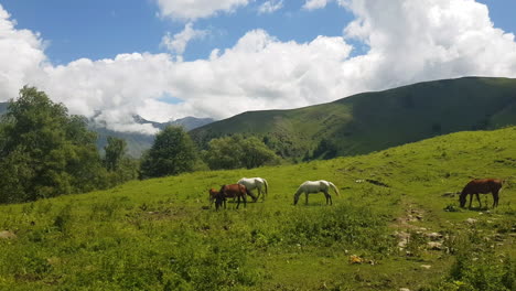 horses grazing in green idyllic landscape, countryside and mountains of azerbaijan