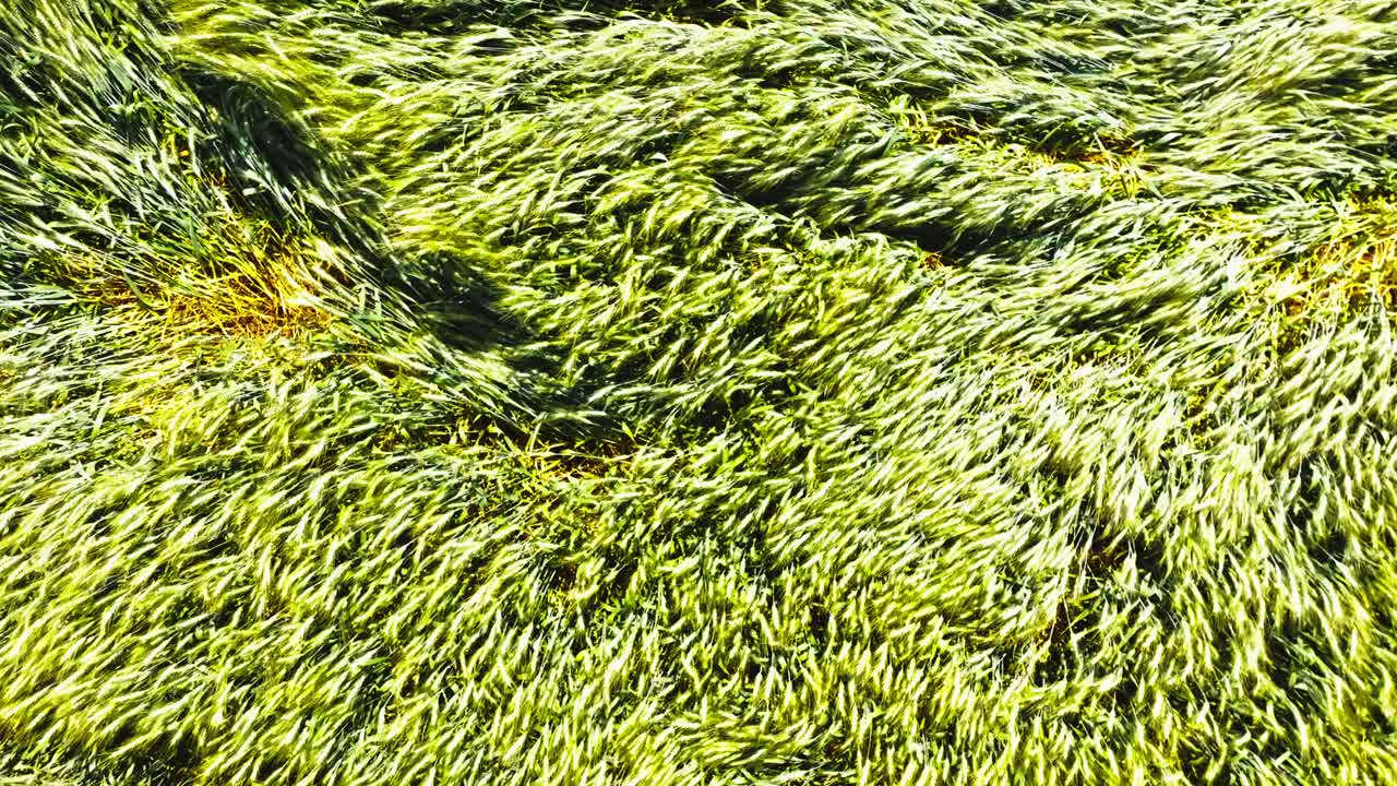 disparo aéreo de arriba hacia abajo de trigo dorado que se balancea suavemente en la brisa formas abstractas que se forman en el trigo