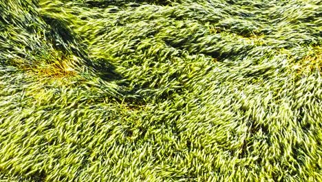 aerial top down shot of golden wheat gently swaying in breeze abstract shapes forming in the wheat