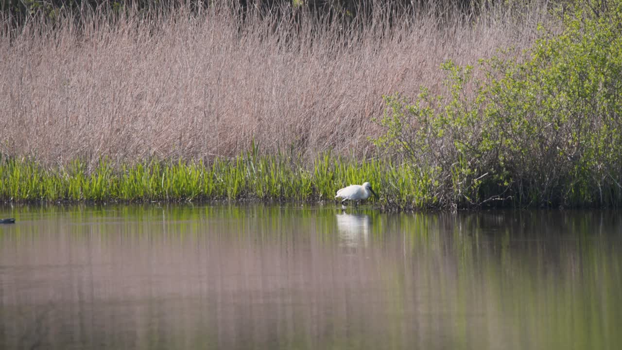Eurasian Spoonbill grazing in reeds on river shore, duck floating by