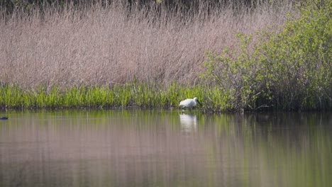 Eurasian-Spoonbill-grazing-in-reeds-on-river-shore,-duck-floating-by