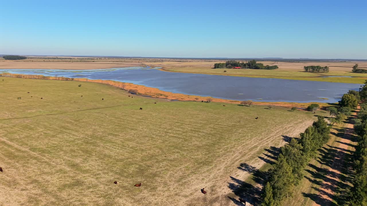 Cattle grazing near a lake in Entre Ríos, Argentina, captured on a sunny day