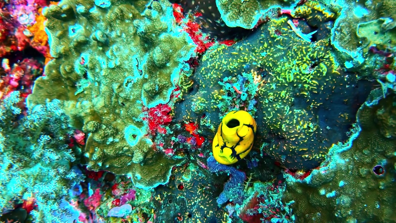 Vista dall'alto di una vivace barriera corallina tropicale con coralli colorati, spugne e texture della barriera. Ideale per la conservazione marina, la biodiversità, la natura sottomarina e temi sull'oceano tropicale