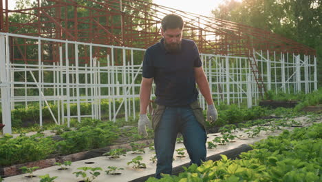 wide shot of bearded farmer bending over strawberry rows on raised bed mulch, scanning for weed growth while adjusting soil around seedlings under soft evening light in lush green rural orchard