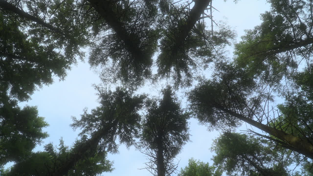Pine treetops swaying in the wind, view upwards with slow circular pan