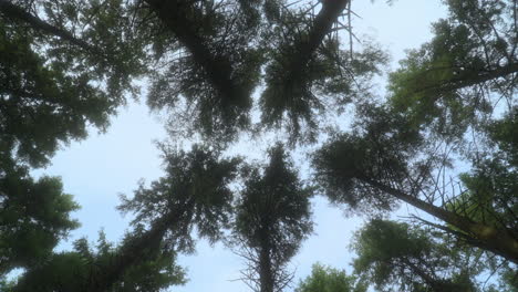 las copas de los árboles de pino balanceándose en el viento, vista hacia arriba con pan circular lento