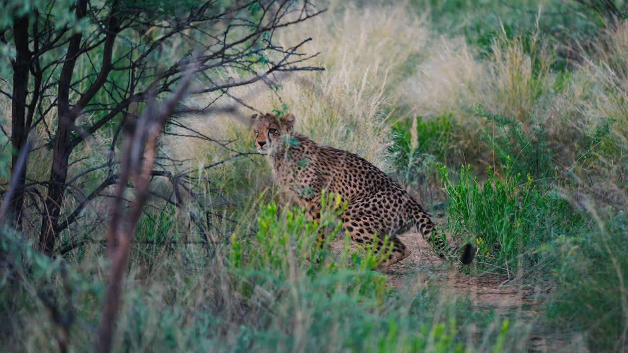 Cheetah Cub in African Savanna