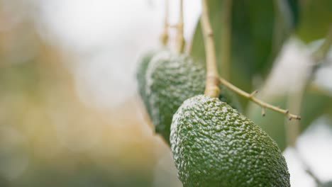 a bunch of organic avocados hanging from green tropical tree