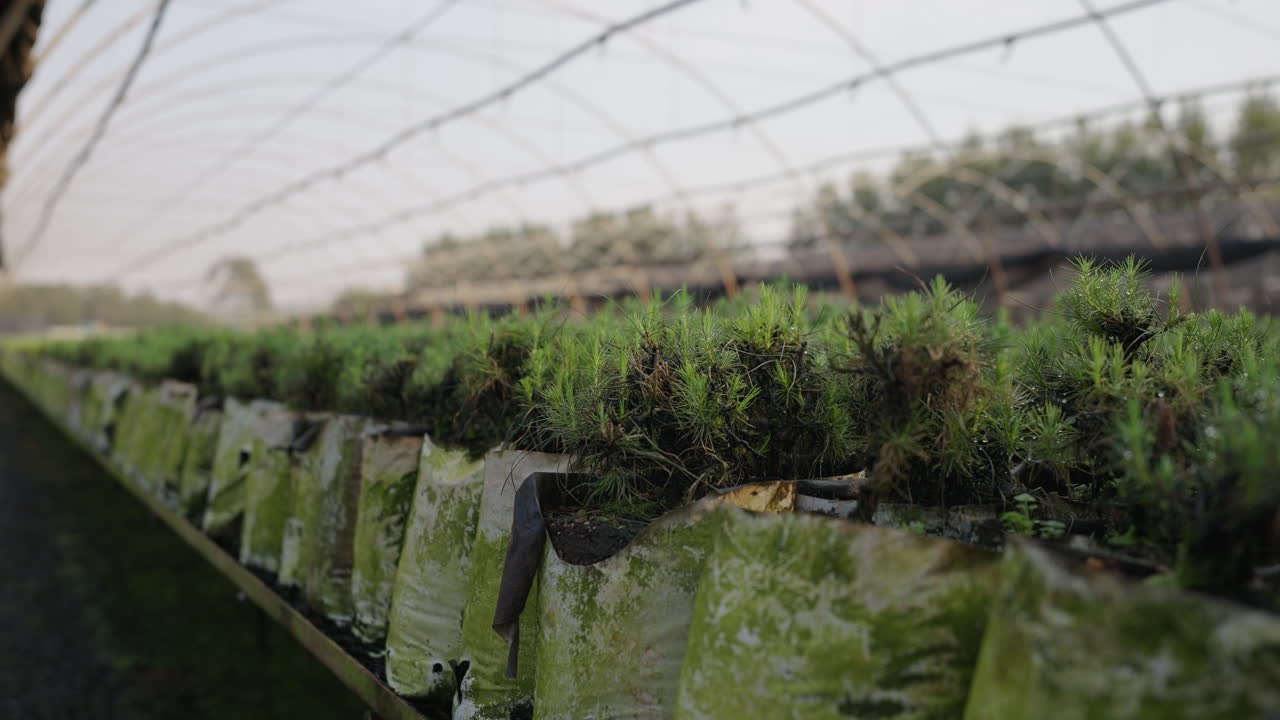 Close-up view of greenhouse with growing nursery plantations in shaded rows.