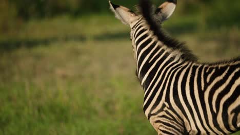 Zebra-foal-blending-into-the-background-of-the-mother-striped-fur-coat-before-it-walks-away