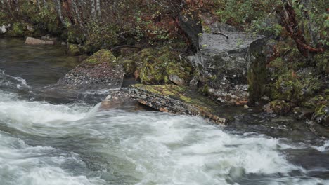 A-wild-river-cascades-over-dark-rocks-within-a-narrow-riverbed,-framed-by-the-gloomy-autumn-forest-along-its-banks