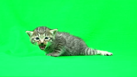 chroma key material　kitten