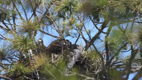 Baby-Weißkopfseeadler-In-Einem-Nest-An-Einem-Sehr-Windigen-Tag-In-Einer-Kiefer-Mit-Blauem-Himmel