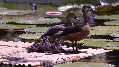 familia de pato silbante menor en un estanque