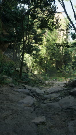 a lush jungle path leads to ancient ruins