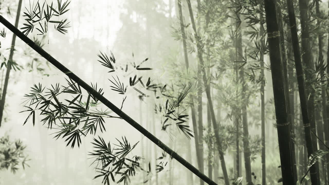 Dense bamboo forest shrouded in mist offers serene nature experience